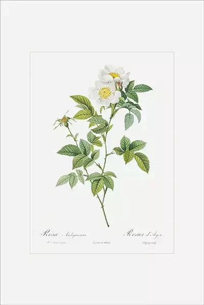 arte da peça 1